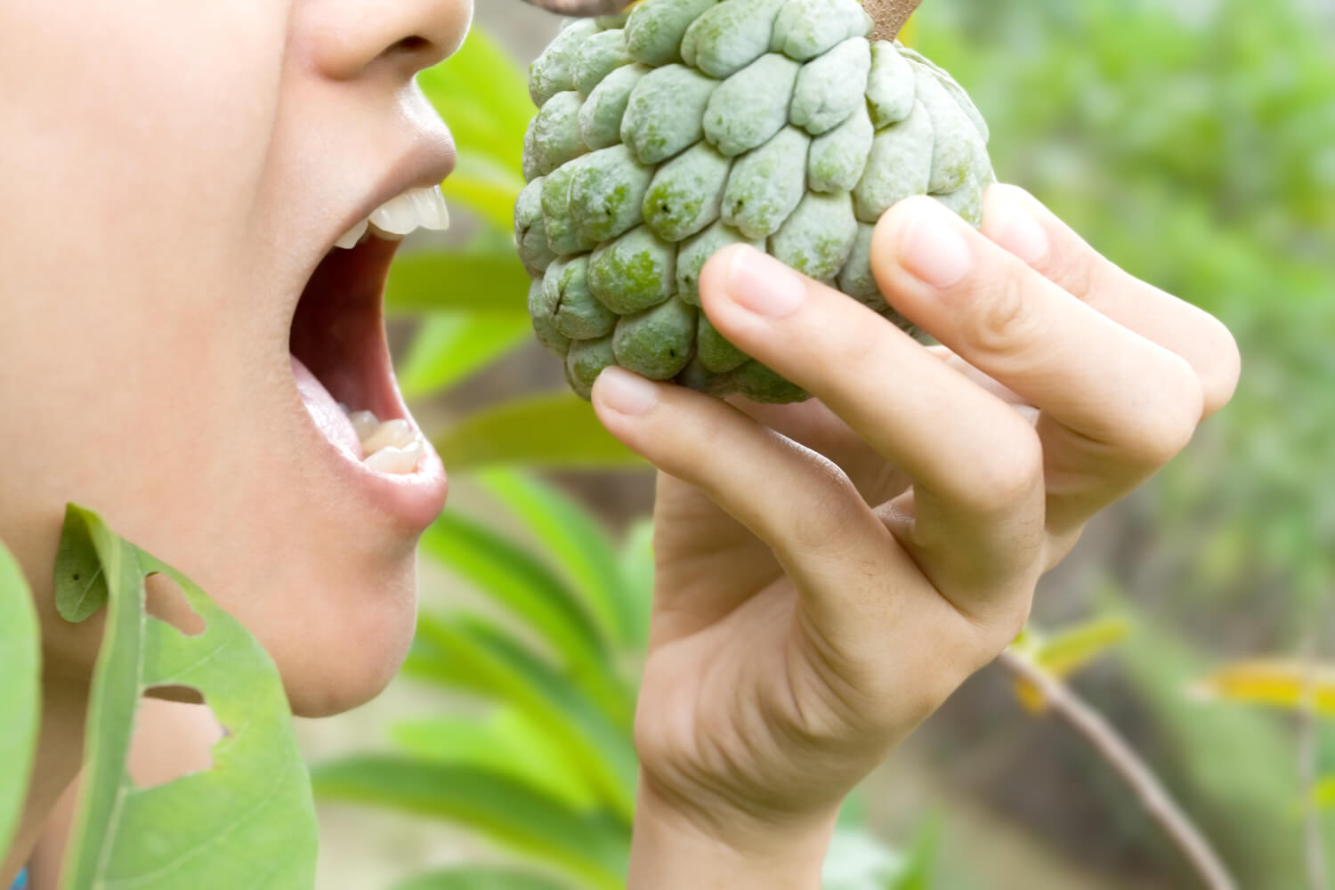 How Safe are Custard Apples During Pregnancy? Being The Parent