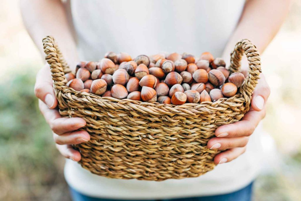 Hazelnuts For Babies when to Introduce, Benefits & Side Effects